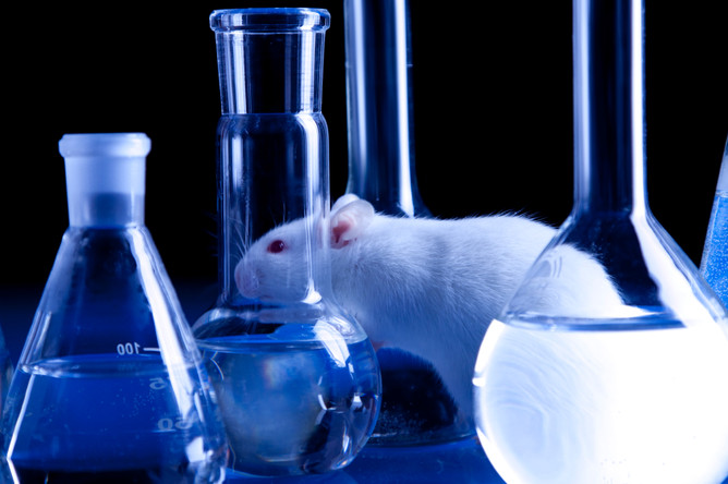 Группа исследователей из Университета Кан опубликовала результаты исследований над крысами
