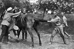 Оренбургские казаки подковывают коня, 1914 год