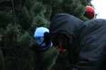 Рабочие наряжают елочными игрушками главную елку Чеченской Республики в парке высотного комплекса «Грозный-Сити»