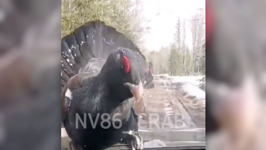 В Югре глухарь атаковал автомобиль во время поездки по лесу