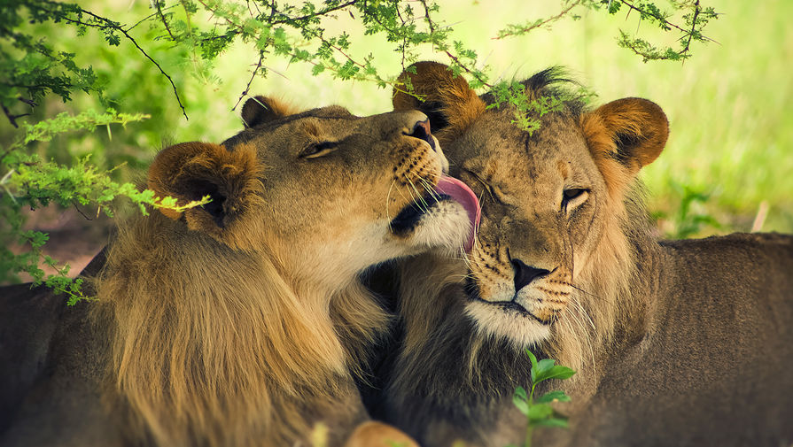 В зоопарке на Филиппинах львам запретили спариваться из-за рекордной жары