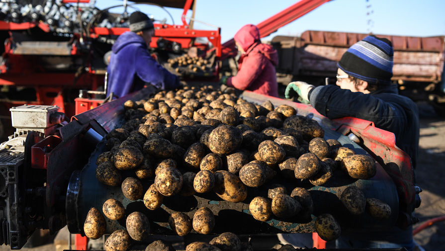 В Минсельхозе захотели ввести квоты на семена картофеля из недружественных стран