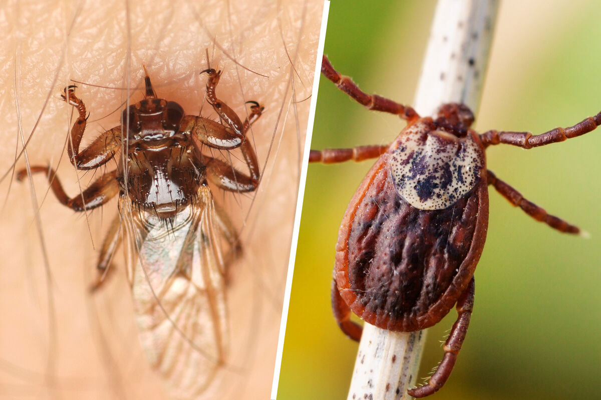 Ученый рассказал, как отличить активную осенью муху-кровососку от клеща -  Газета.Ru | Новости