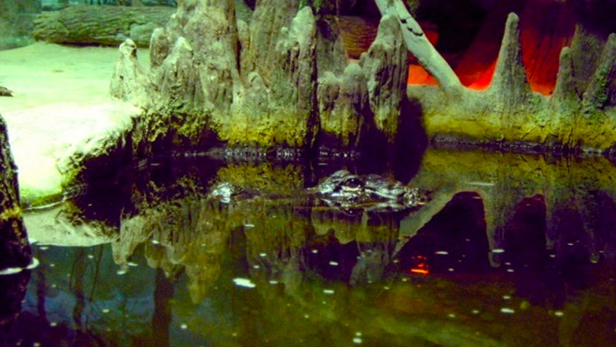 Крокодил Сатурн в&nbsp;Московском зоопарке