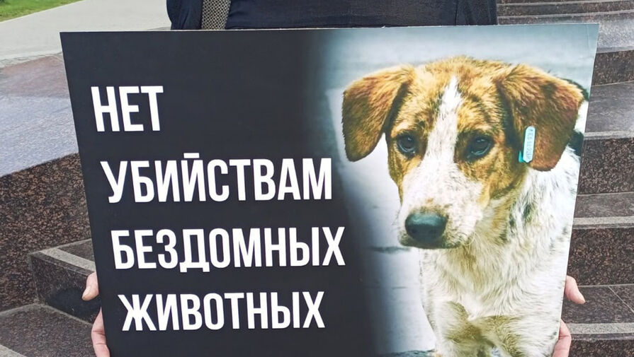 Одиночные пикеты против разрешения эвтаназии бездомных животных прошли в Стерлитамаке