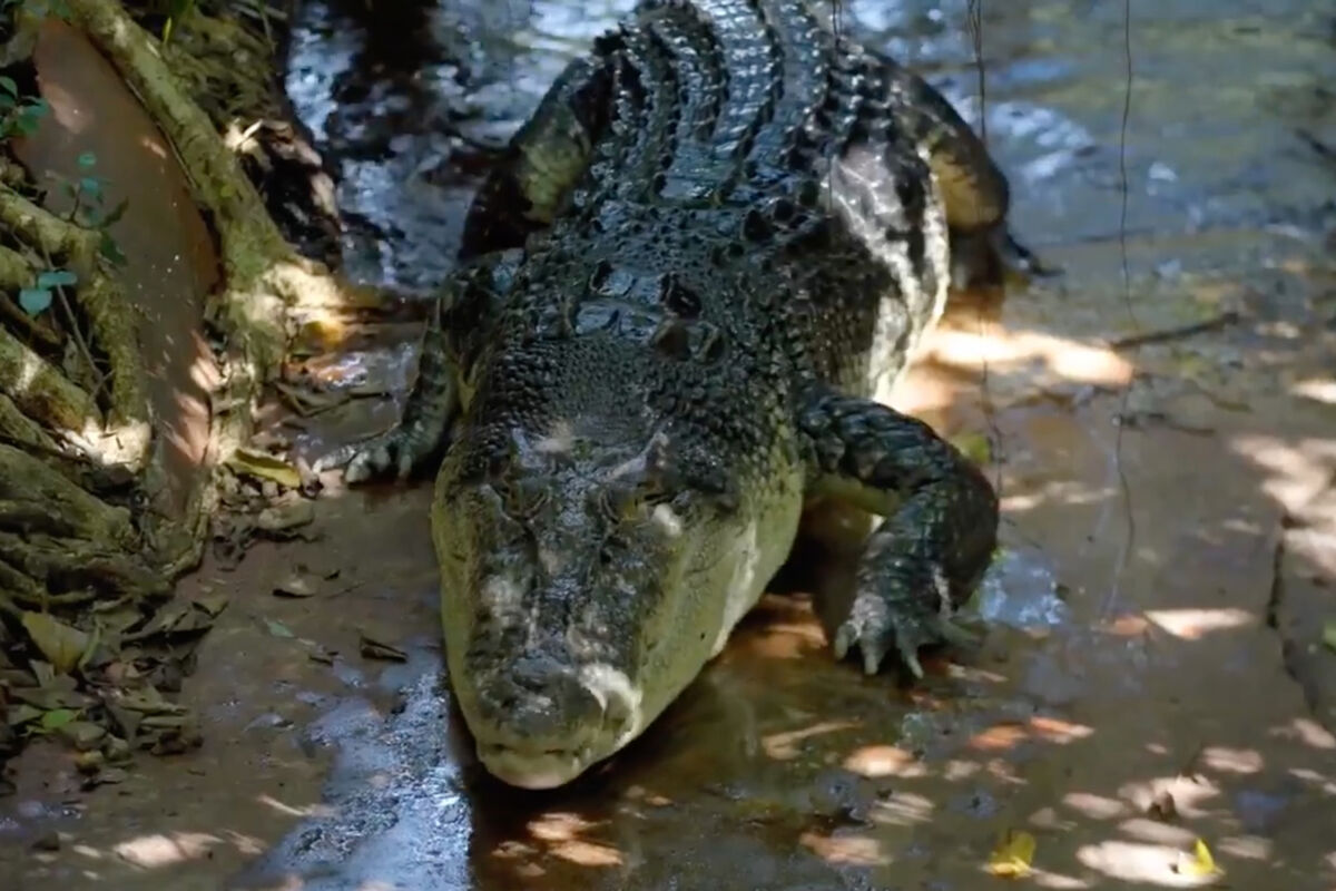 В Австралии живет самый длинный в мире 120-летний крокодил - Газета.Ru |  Новости