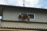 Лошадь, застрявшая на крыше после наводнения, Префектура Окаяма, Япония, 9 июля 2018 года