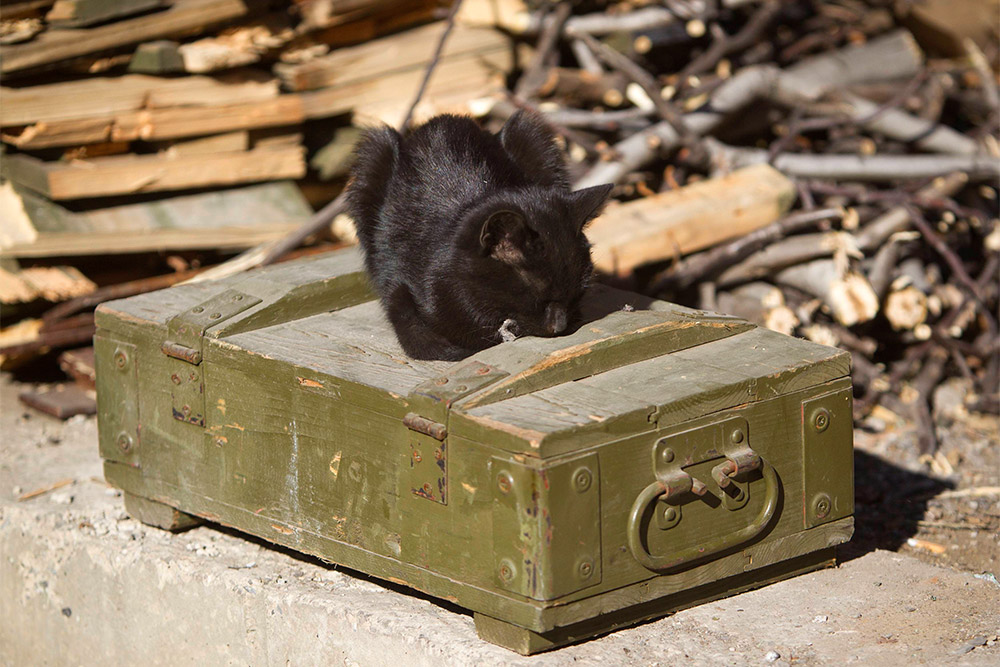 Кошка лежит на ящике с боеприпасами на позиции ополченцев возле международного аэропорта в Донецке