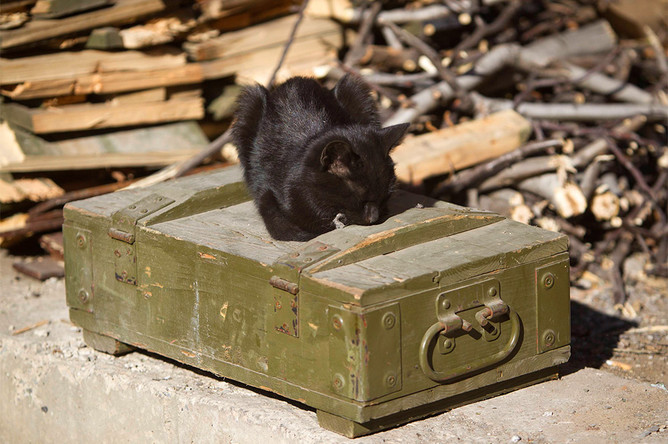 Кошка лежит на ящике с боеприпасами на позиции ополченцев возле международного аэропорта в Донецке