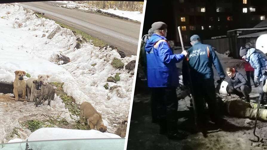 В Иркутской области мужчина застрял под мостом, пытаясь спасти щенков