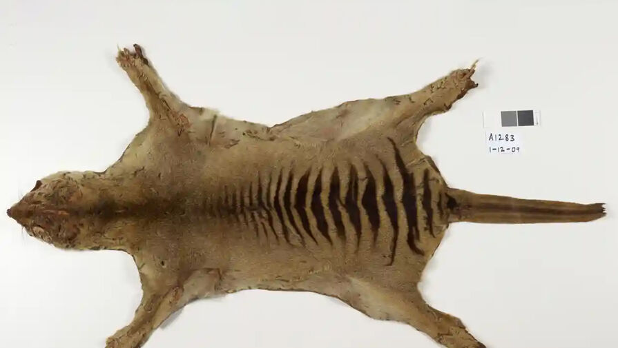 В австралийском музее случайно нашли шкуру и скелет последнего вымершего сумчатого волка