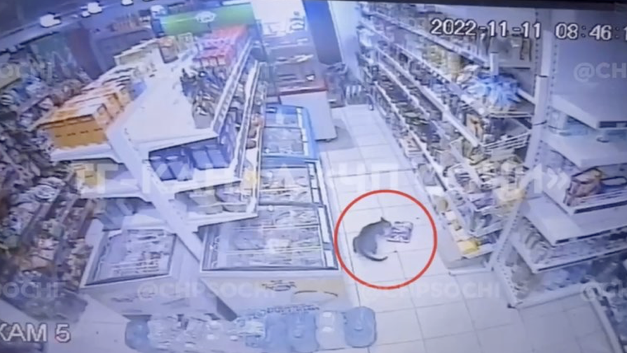 В Сочи кошка украла из магазина корм, продавец не смогла догнать нарушительницу