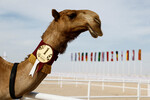 Победитель конкурса красоты верблюдов в Эш-Шахание, Катар, 29 ноября 2022 года