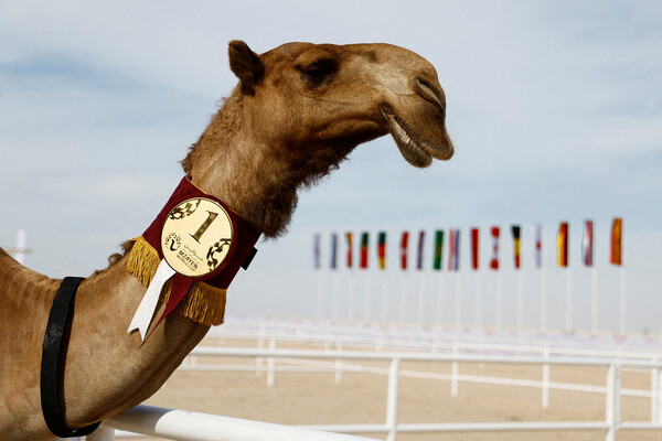 Победитель конкурса красоты верблюдов в&nbsp;Эш-Шахание, Катар, 29&nbsp;ноября 2022&nbsp;года