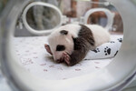 Осмотр детеныша панды в Московском зоопарке