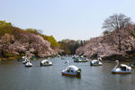 Цветение сакуры в парке Инокасира в Токио, март 2021 года 