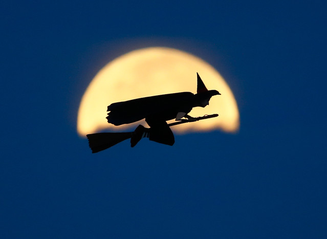Самолет &laquo;Ведьма&raquo; на&nbsp;радиоуправлении, разработанный Отто Диффенбахом на&nbsp;тестовых полетах в&nbsp;Карлсбаде, Калифорния. 8&nbsp;октября 2014&nbsp;года