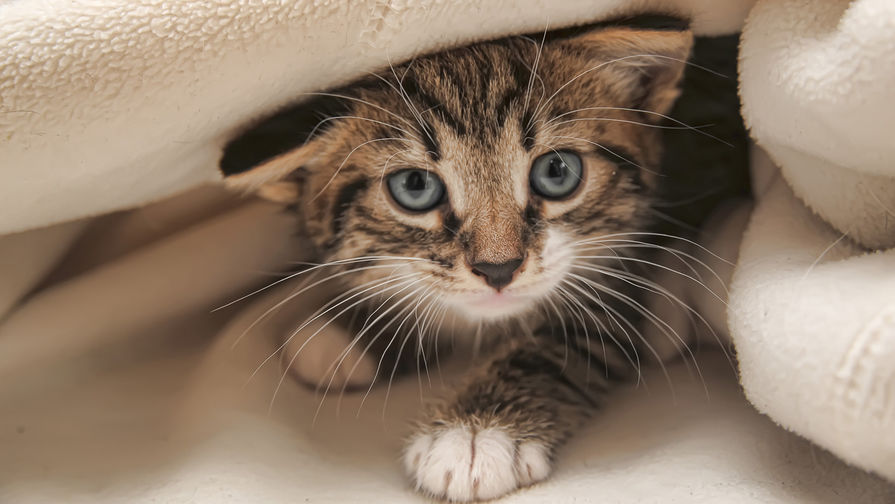 В Югре местные жители спасли 28 котят, выброшенных на заснеженную трассу