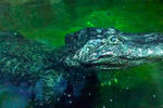 Крокодил Сатурн в Московском зоопарке