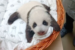 Детеныш панды с открытыми глазами, 6 октября 2023 года