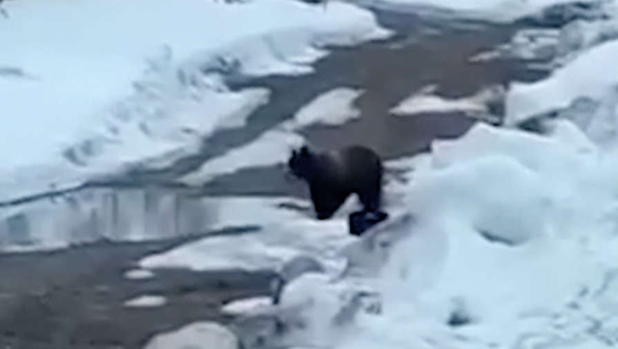 В Якутии рабочие взорвали медведя, который пришел в вахтовый поселок