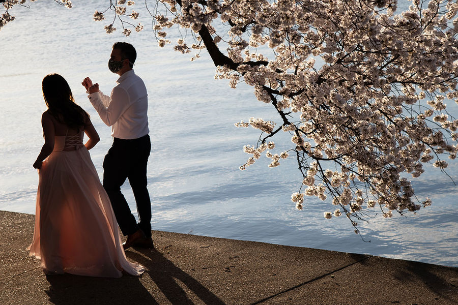 Пара гуляет в&nbsp;Вашингтоне во время цветения сакуры, март 2021 года 