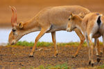 Сайгак. Эта антилопа - одно из самых быстрых наземных животных на планете. Сайгак способен развивать скорость до 80 км/ч. 