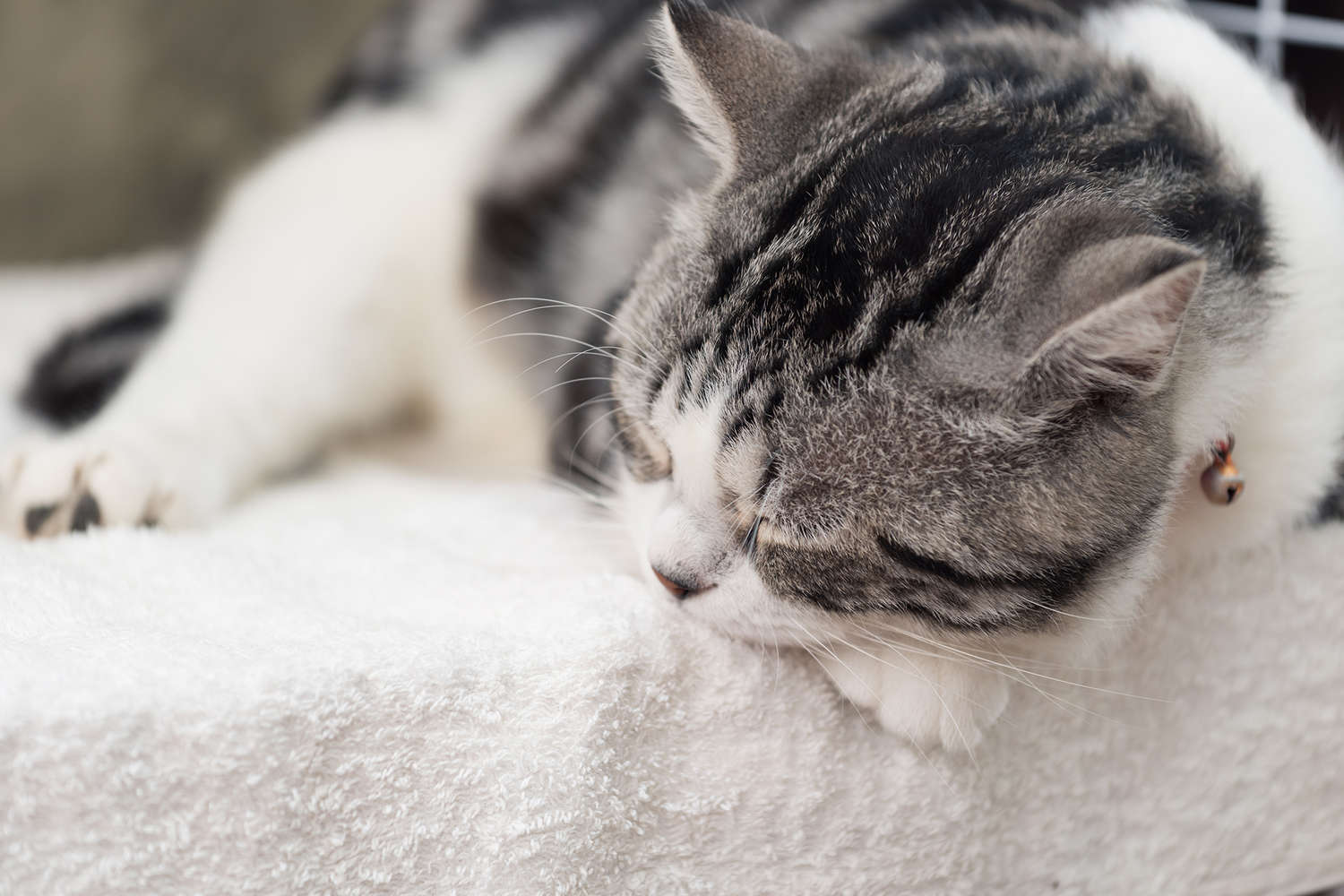 Сон с домашними животными: риск аллергии, устранение стресса