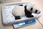 Взвешивание детеныша панды, 6 октября 2023 года