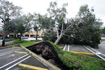 Вырванное с корнем дерево, поваленное сильным ветром от урагана «Иен», на улице в Купер-Сити, Флорида, 28 сентября 2022 года