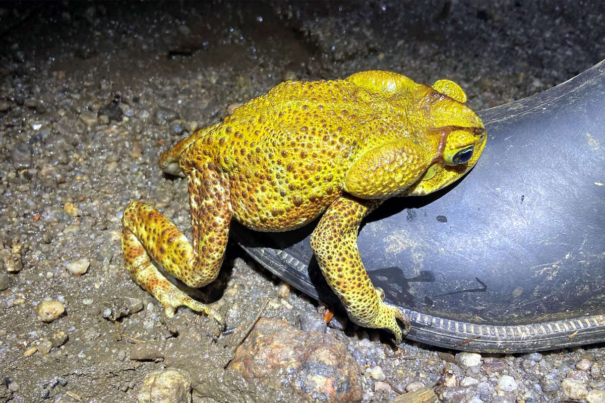Как избавиться от земляных жаб на участке?
