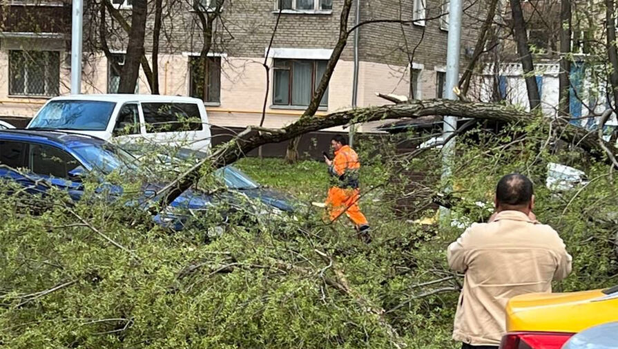 В Москве из-за сильного ветра на машины стали падать деревья