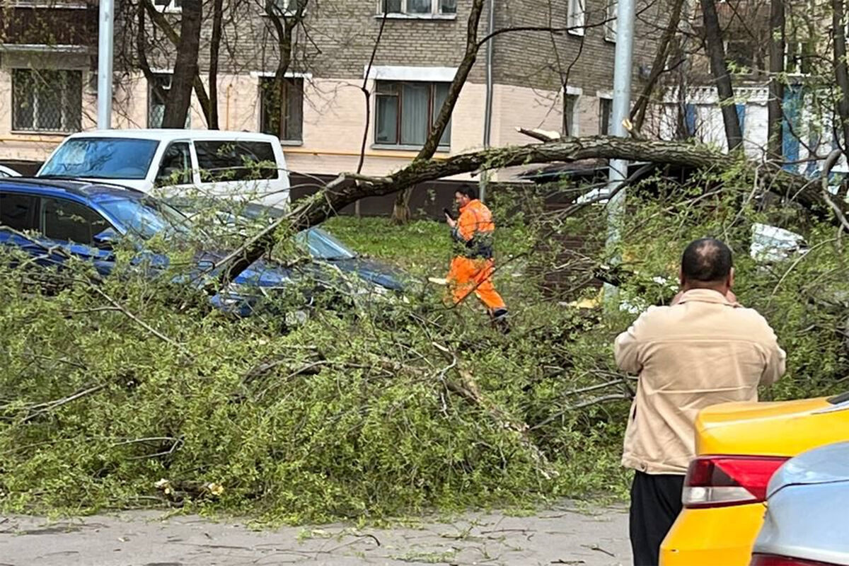 сильный ветер дерево упало на машину (99) фото