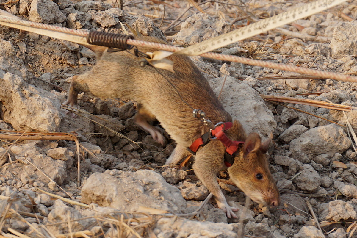 Биологи обнаружили, что одни самки гигантских крыс заставляют других  сращивать влагалище - Газета.Ru | Новости