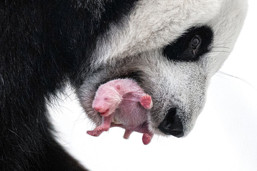 Детеныш панды со своей мамой в&nbsp;Московском зоопарке, 30&nbsp;августа 2023&nbsp;года