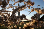 Цветение сакуры в Вашингтоне, март 2021 года 