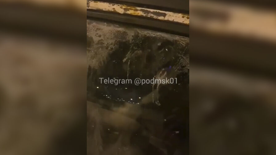В Москве неизвестные заперли собак в заброшенных машинах