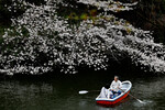 Цветущая сакура в парке Чидоригафути в Токио, Япония, 4 апреля 2024 года 