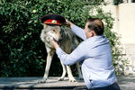 Волк по кличке Бурун на территории 14-го отделения московского ГАИ в Волковом переулке, 1996 год