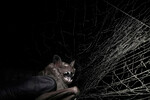 Ученый из Смитсоновского института тропических исследований поймал летучую мышь для исследований в Гамбоа, Панама, 2 июня 2025 года