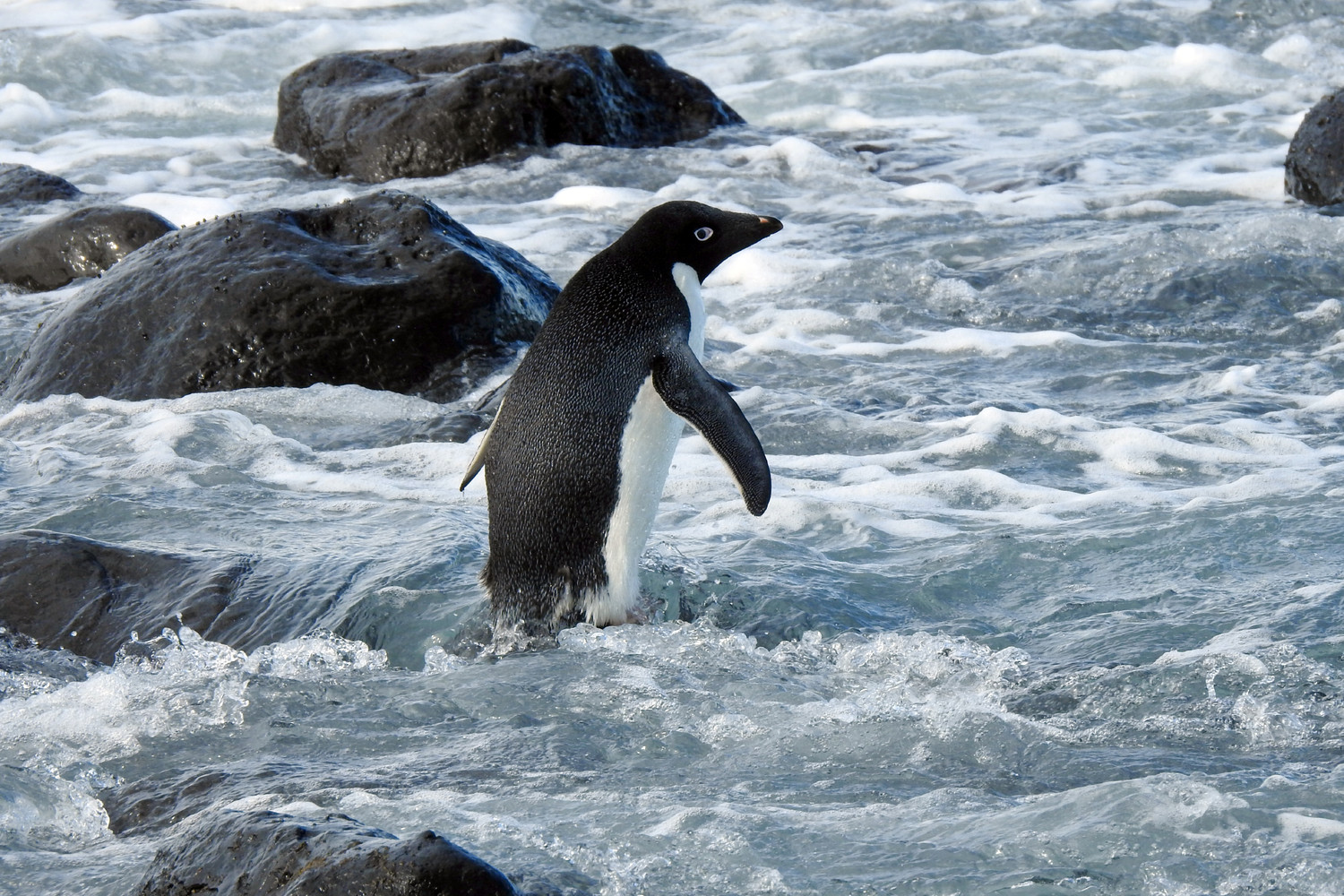 Как трахаются пингвины | Пикабу