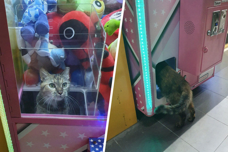 Кот забрался в автомат с игрушками и рассмешил соцсети - Газета.Ru | Новости