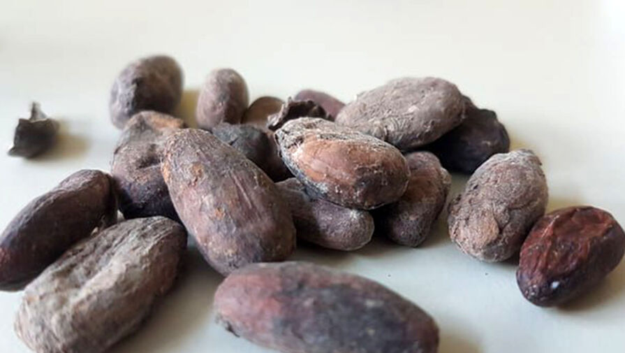 Цены на какао-бобы резко обвалились
