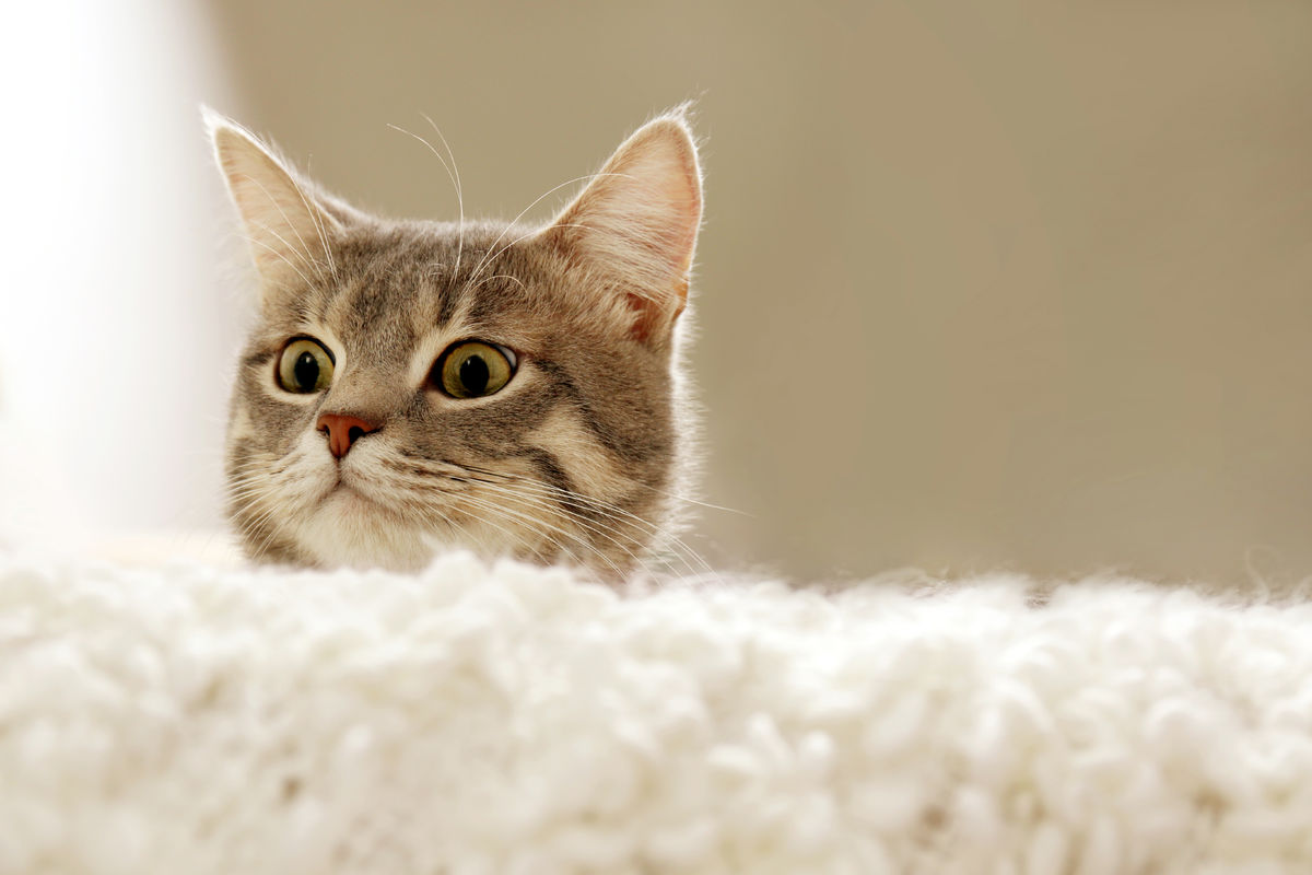 У кошек из-за одомашнивания уменьшился объем мозга. Но глупее они не стали  - Газета.Ru