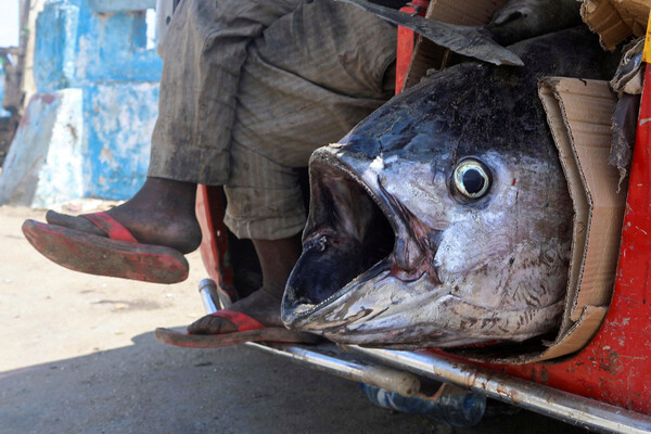 Продажа рыбы в&nbsp;Сомали, 2&nbsp;декабря 2022&nbsp;года