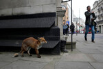 Лиса на улице в центре Лондона, 1 марта 2023 года