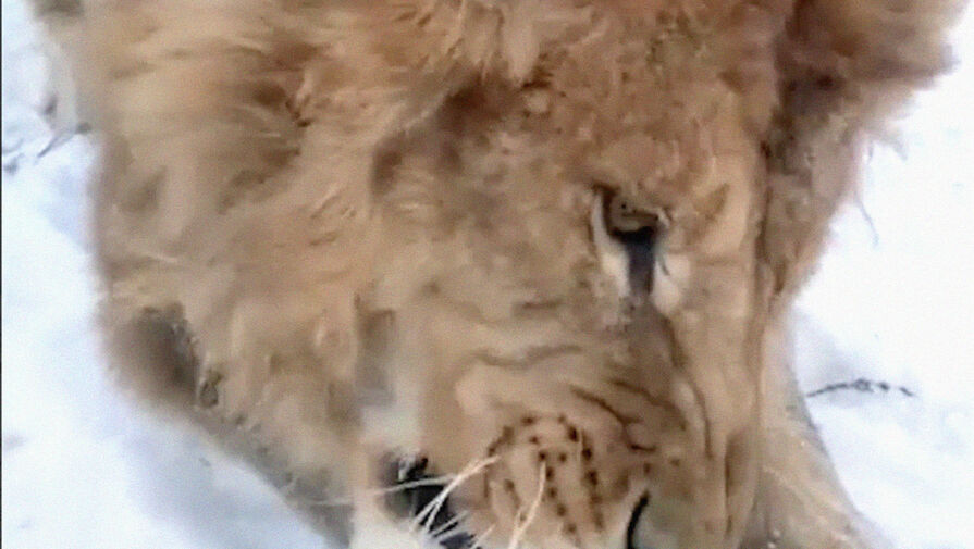 В Словакии лев загрыз хозяина зоопарка, который пришел его покормить