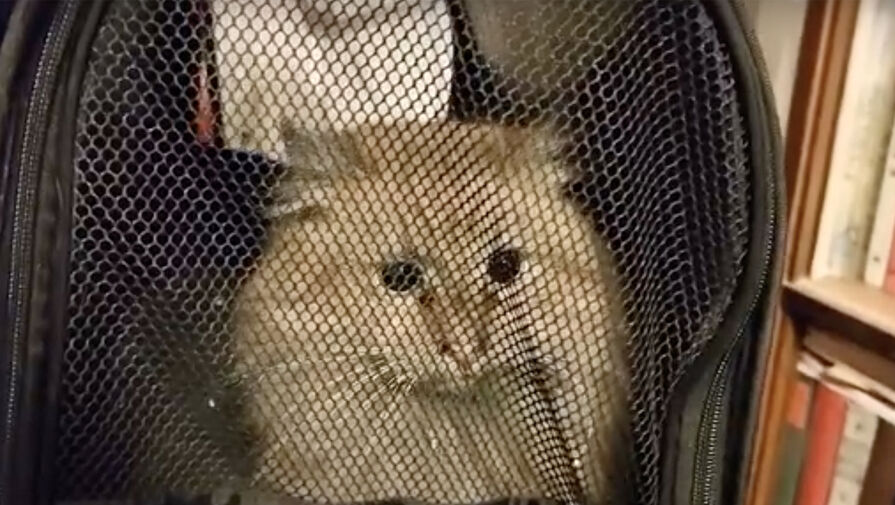 В Петербурге кота спасли из дымохода, где он застрял на более чем две недели