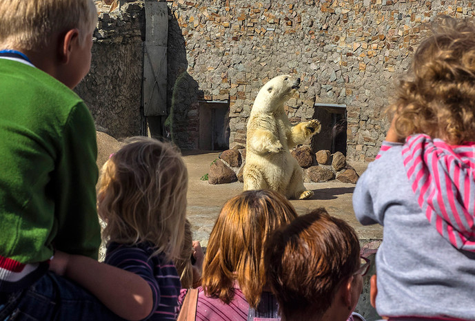 Белый медведь в&nbsp;Ленинградском зоопарке