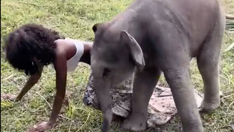 В Таиланде слоненок случайно снял с туристки одежду